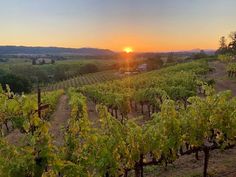 the sun is setting over a vineyard