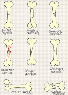 an image of bone structure chart with different bones and their corresponding parts to each bone