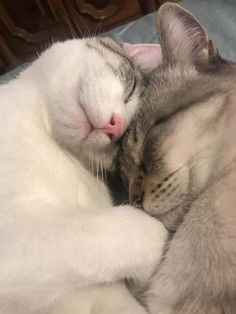 two cats cuddling together on a bed, one is sleeping and the other is laying down