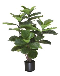 a potted plant with green leaves is shown on a white background and black vase