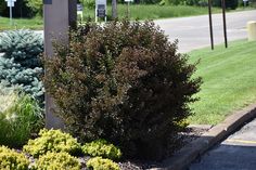 a street sign on the side of a road near some bushes and flowers in front of it