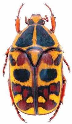 a close up of a beetle with red and yellow stripes on it's back