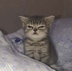 a small kitten sitting on top of a bed