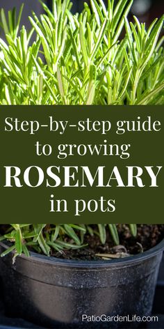 Green rosemary plant growing in soil in a black plastic pot - overlay text Step-by-step guide to growing rosemary in pots Rosemary In Pots Container Garden, Rosemary Container Ideas, Rosemary Herb Plant, Best Pots For Herbs, Planting Herbs In Pots Outdoors, How To Grow Herbs In Pots, Growing Rosemary In Pots, Growing Sage In Containers, Potted Rosemary