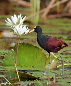 a bird standing on top of a lily pad next to a white and red flower