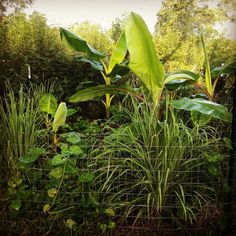 some plants are growing behind a wire fence