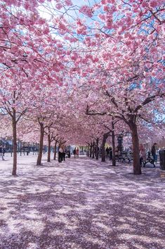 people are walking under pink cherry blossom trees