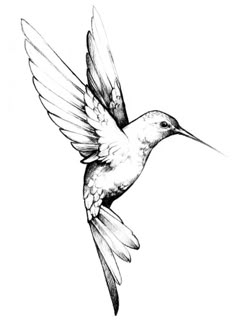 a drawing of a hummingbird flying in the air