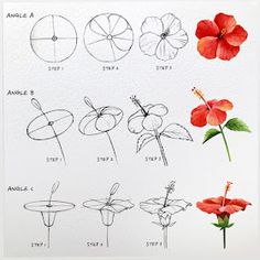 an image of different types of flowers drawn in pencil and watercolor on white paper