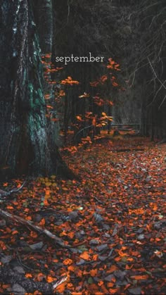 an autumn scene with leaves on the ground and trees in the background that say, september