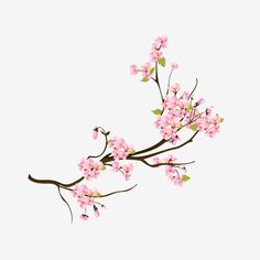 a branch with pink flowers on it against a white background