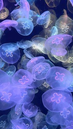 many jellyfish are floating in the water