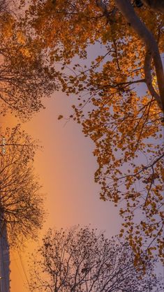 trees in the foreground with yellow leaves on them, and an orange sky in the background