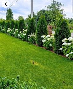 a lush green yard with white flowers and trees