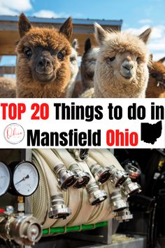 the top 20 things to do in mansfield ohio with pictures of llamas