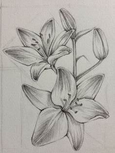 a pencil drawing of a flower on paper