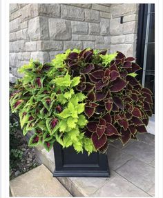 a large plant with green and red leaves in front of a brick building on the sidewalk