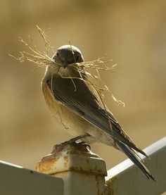 a small bird sitting on top of a metal fence post with grass in it's beak