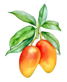 two mangos with green leaves on the top and one peach on the bottom, painted in watercolor