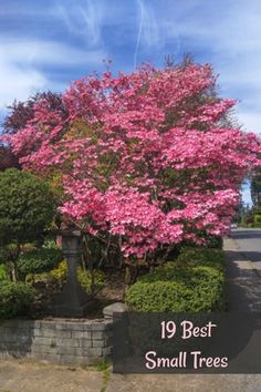 a tree with pink flowers in front of it and the words, 19 best small trees