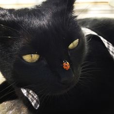 a black cat with a ladybug on it's nose