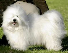 a small white dog standing on top of a lush green grass covered field next to a person