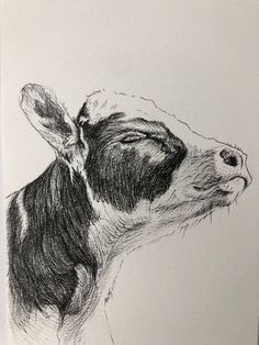 a black and white drawing of a cow's head