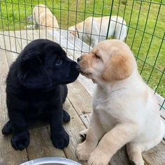 Labrador puppies for sale in California Labrador Puppies For Sale, Really Cute Puppies, Lab Dogs, Best Dog Training