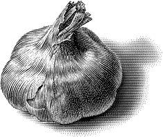 an onion is shown in this black and white illustration, vintage line drawing or engraving