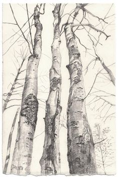 pencil drawing of three trees in the woods