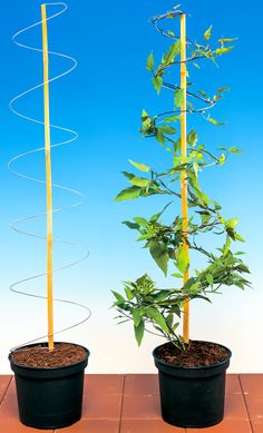 two potted plants sitting next to each other on a tile floor in front of a blue sky