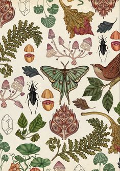 an illustration of moths and leaves on a white background