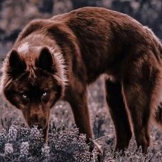 a large brown dog standing on top of a grass covered field with purple flowers in it's mouth