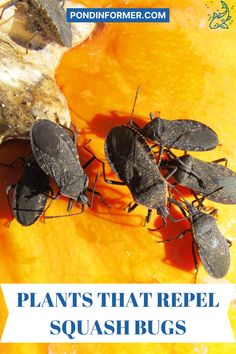 four black bugs sitting on top of an orange piece of fruit with text overlay that reads plants that repel squash bugs