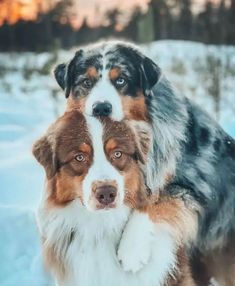 Australian Shepherds, often called Aussies, are highly energetic, intelligent, and versatile herding dogs originally bred in the United States, despite their name suggesting an Australian origin. They are medium-sized, with a well-proportioned body and a thick, weather-resistant coat that comes in various colors, including merle, black, and red. Puppies Together, Ranch Dogs, 2 Puppies, Sheltie Dogs, Really Cute Dogs, Puppies And Kitties