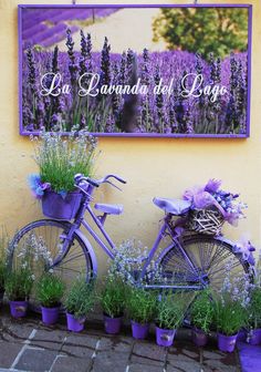 two bicycles parked next to each other in front of a building with lavender plants growing on it