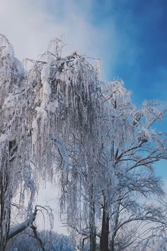 the snow covered trees are almost completely covered in ice and icicles on a sunny day