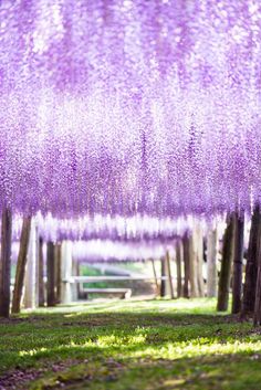 the trees are covered in purple flowers