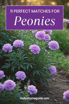 purple flowers with the words 11 perfect matches for peonies in front of them