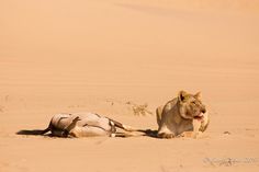 a lion laying on the ground next to a dead wildebeest in the desert