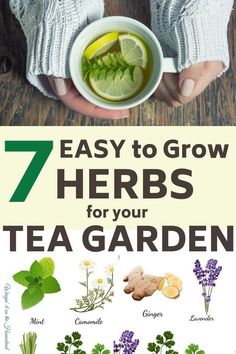 the 7 easy herbs to grow for your tea garden is shown in front of a woman's hands