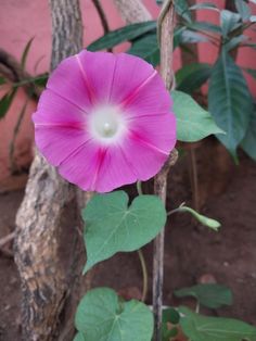 a pink flower with green leaves in front of a red brick wall and tree trunk