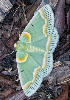 Iotaphora admirabilis Green Moth, Beautiful Butterfly Photography