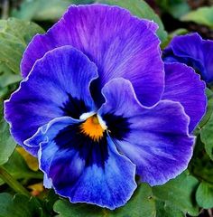 a close up of a purple flower with green leaves