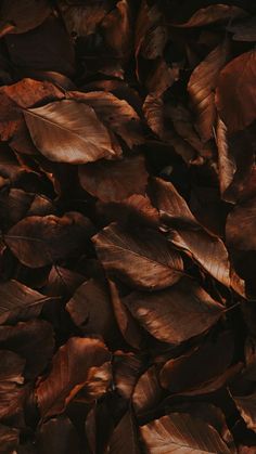 a bunch of brown leaves that are on the ground