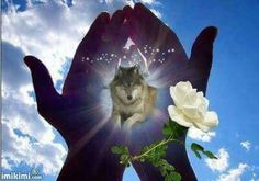 a person's hand holding a white rose in front of a wolf face and sky