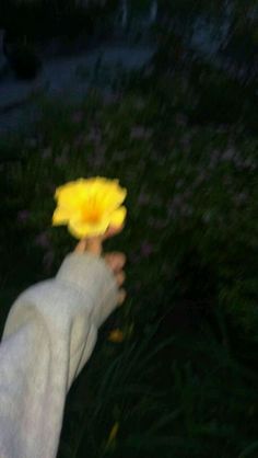 a person holding a yellow flower in their hand