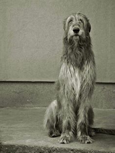 a shaggy dog sitting on the ground next to a wall