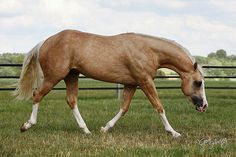 a brown horse walking across a lush green field