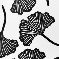 black and white ginko tree leaves on a white background, drawn in ink by hand